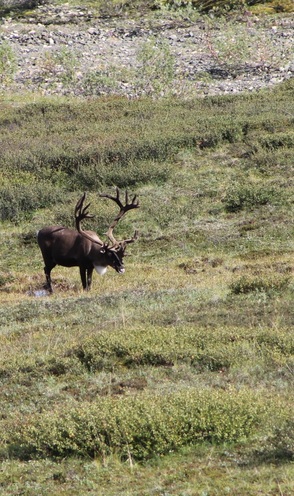 Denali National Park Caribou