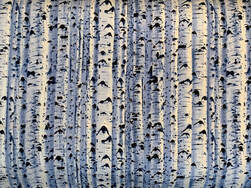 winter birch fabric available