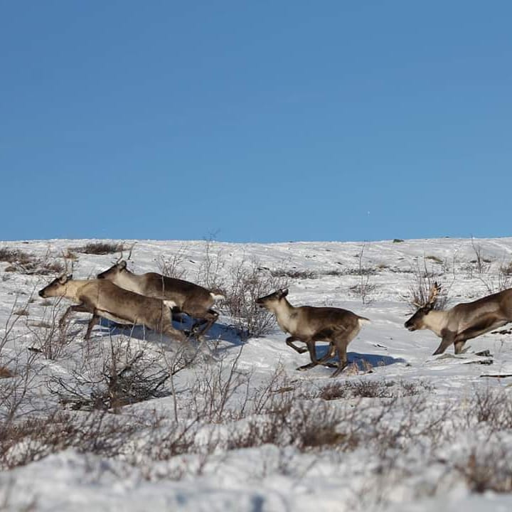 Small caribou herd